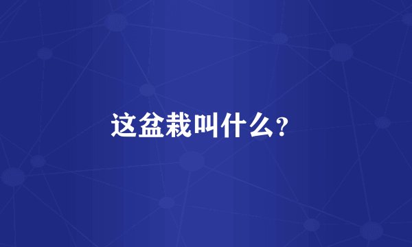 这盆栽叫什么？