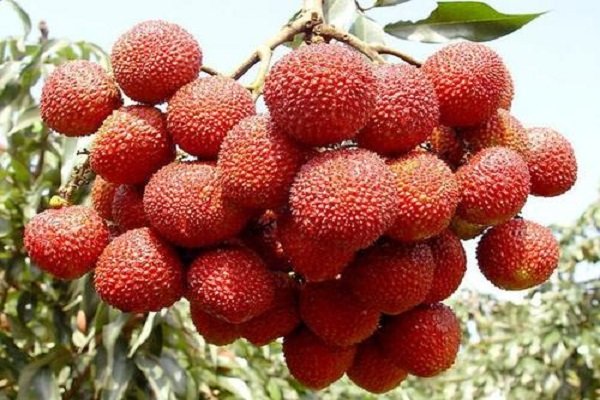 标价上千元一斤的挂绿荔枝，为何会这么昂贵？