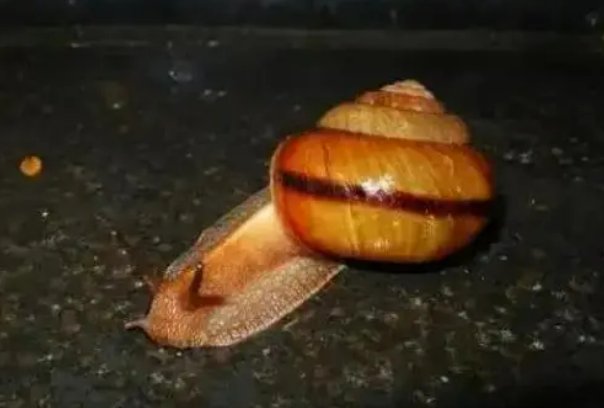 蜗牛的种类有哪些