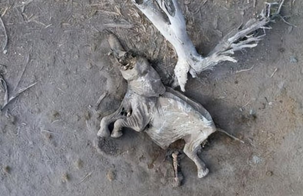 肯尼亚遇40年来最严重干旱，致二百多头大象死亡，给我们带来了哪些启示？