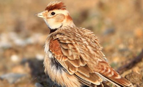 百灵鸟的外貌特点?