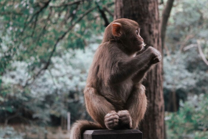 男子见义勇为却遭猴群报复，男子做了什么遭猴子报复的？