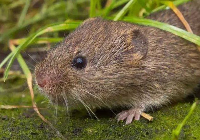 女子发现一老鼠窝，挖开现20斤花生！老鼠是如何藏下这么多花生的？