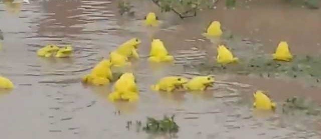 罕见！印度水塘出现金色青蛙，这是青蛙变异了吗？