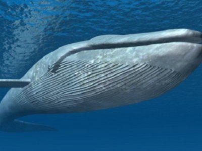 鲸落的寓意和象征是什么？