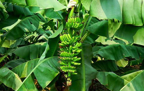 黄叶病热带第4型的介绍