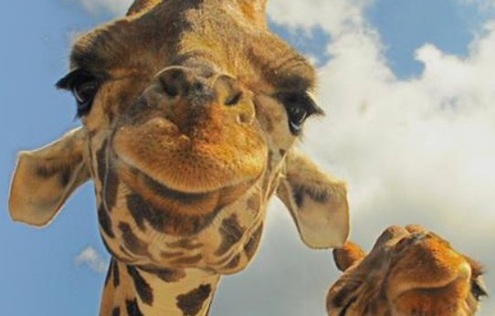 普通成年长颈鹿身高6米，为何乌干达的两只长颈鹿却不到3米？