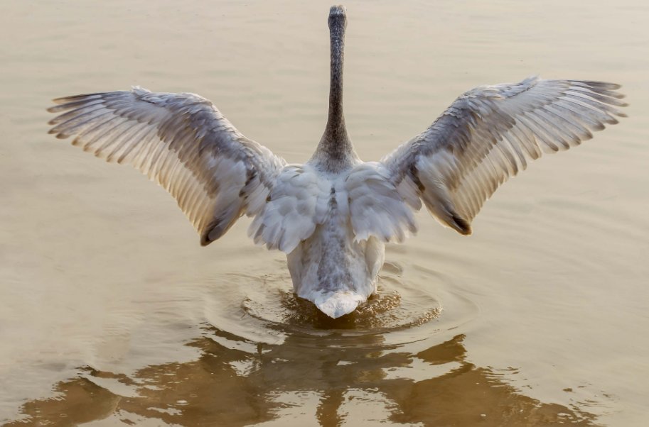 难以望其项背的意思解释