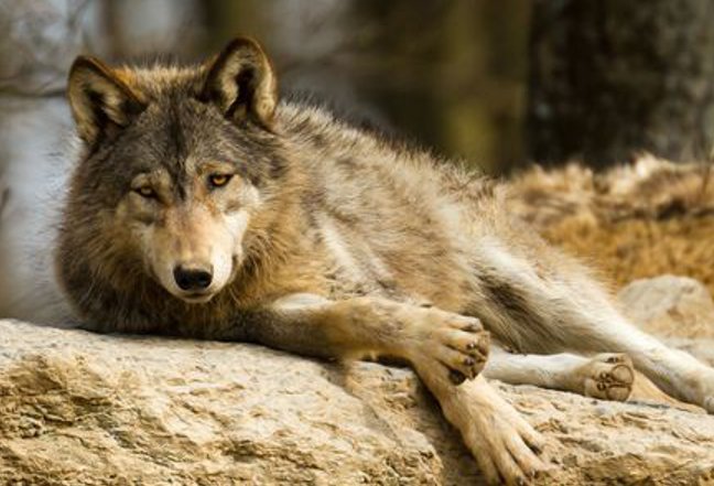 设下圈套形容什么动物