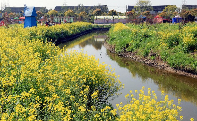 庄行菜花节什么时候开始