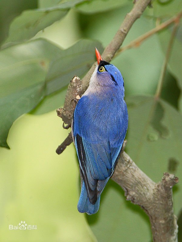 绒额鳾的亚种分化