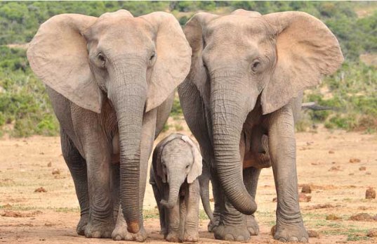 考考你,大象的平均寿命有多长