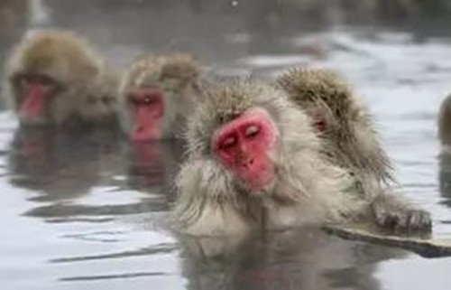 气温骤降，北京动物园猴子抱团取暖，动物有哪些保暖神器？