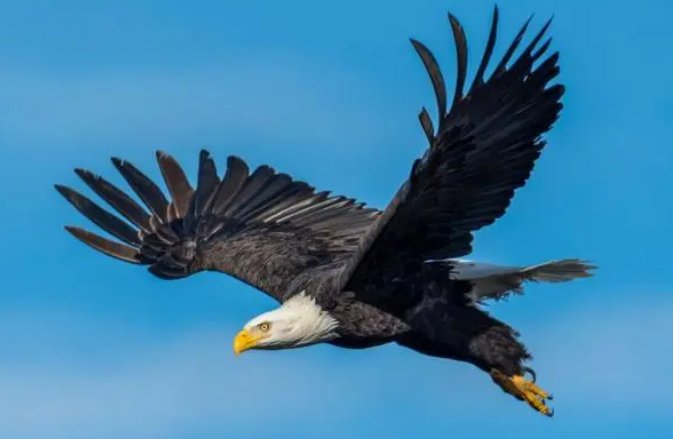 蛇类的十大天敌克星