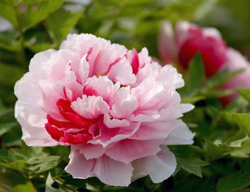 唯有牡丹真国色 花开时节动京城什么意思