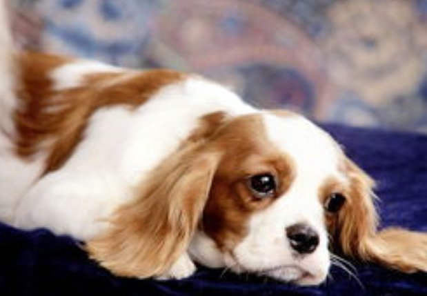 犬瘟热大概要花费多少钱？