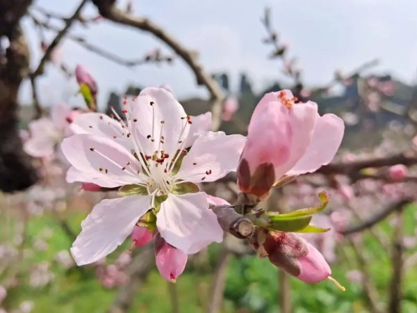 十二月打雷闪电民间说法