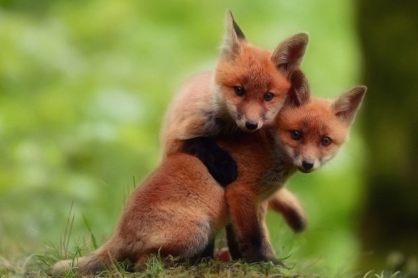 狐狸是如何繁殖后代的