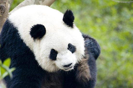 关于野生动物的种类和保护动物的资料