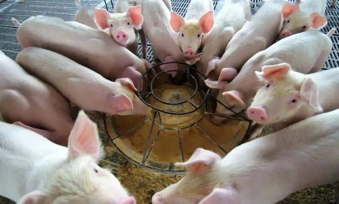 国家发改委两天三次出手稳猪价，猪肉的价格为何涨势强劲？
