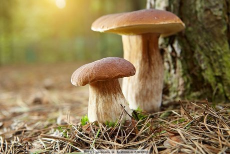 世界上最大的生物，生长了2800多年，蘑菇为何能存在这么久？