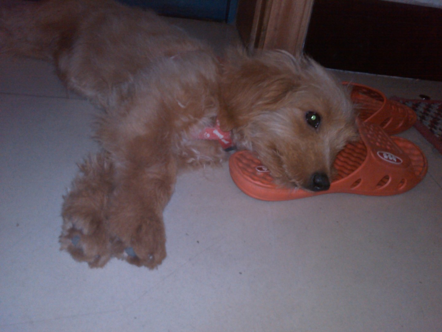 硬化氪金狗眼的使用方法