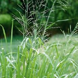 大黍的饲用价值