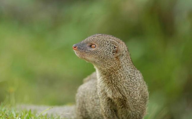 蛇类的十大天敌克星