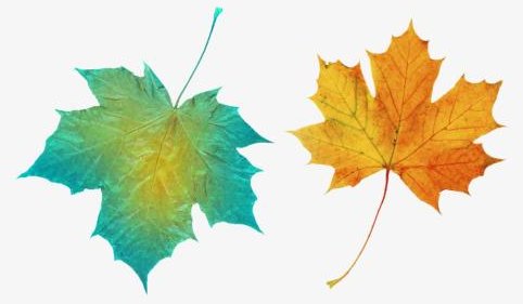 树叶的拟人句有哪些