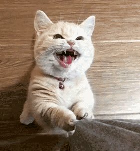 小猫睡觉时候喘息的特别快