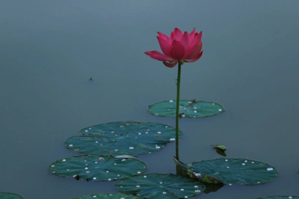 一枝独秀的意思是