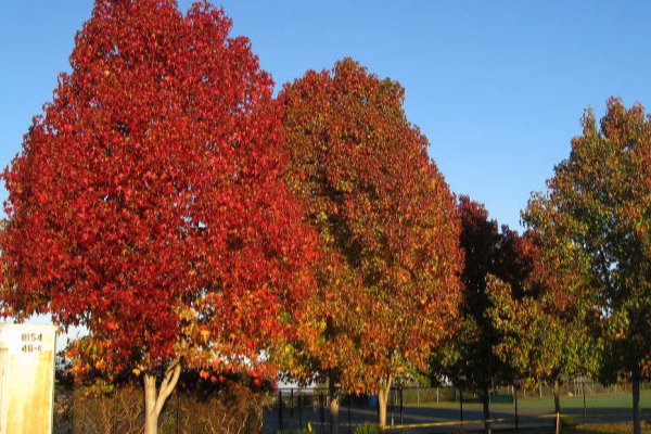 霜月红于二月花指的是哪种树