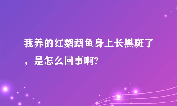 我养的红鹦鹉鱼身上长黑斑了，是怎么回事啊?