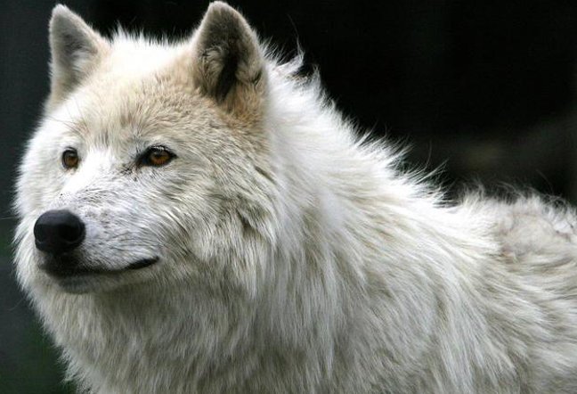 设下圈套形容什么动物