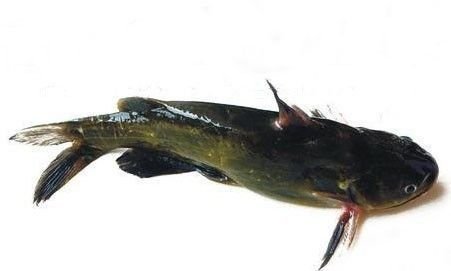 清江鱼是哪里的鱼