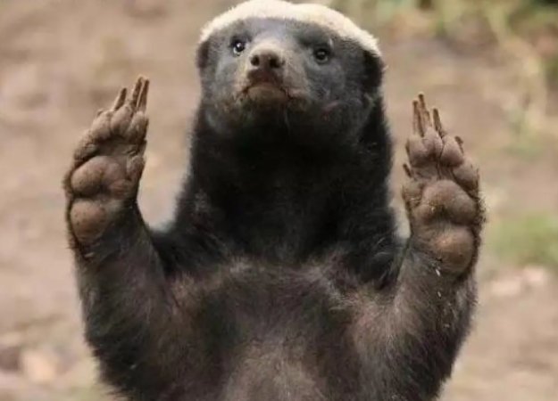 蛇类的十大天敌克星