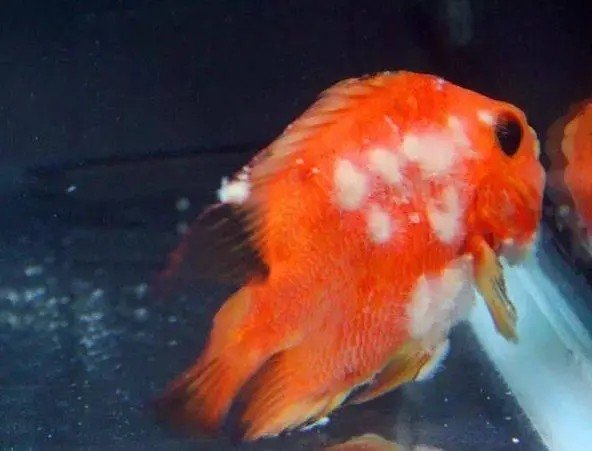 金鱼鱼鳍上白絮状物是什么啊？