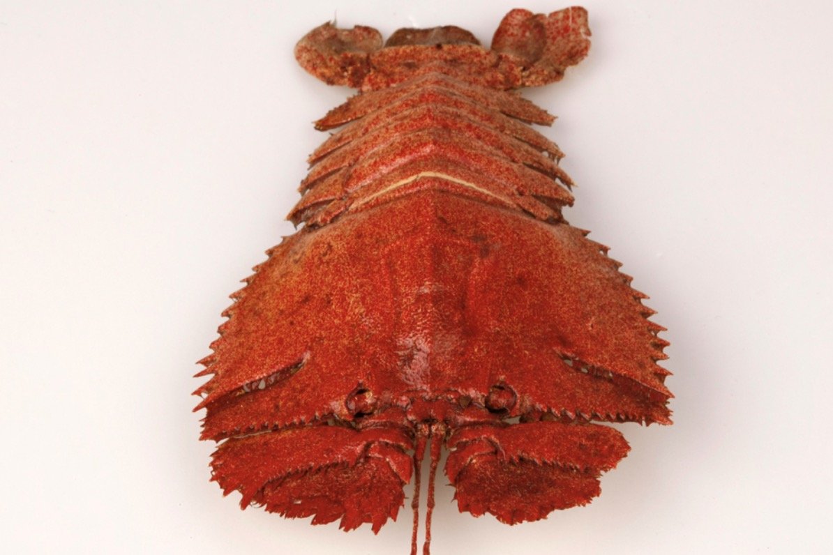 最贵龙虾十大排名