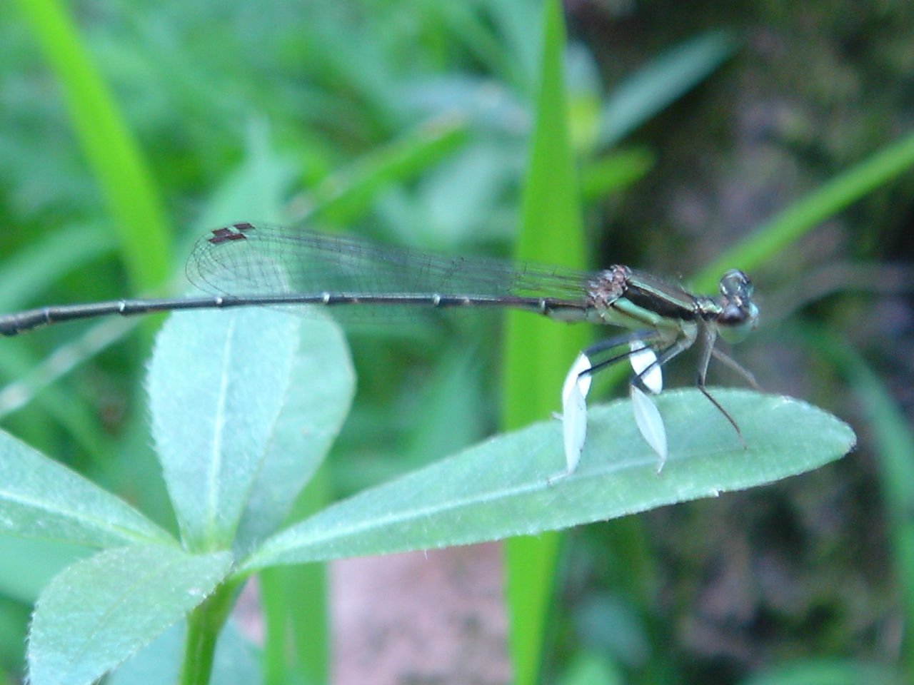 花脚蚊的生活习性：