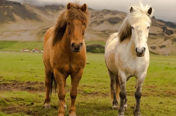 一三四t志气高打一动物