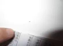 发现特别多的棕色硬壳虫子会飞和芝麻一样大，怎么引起的怎么根治？