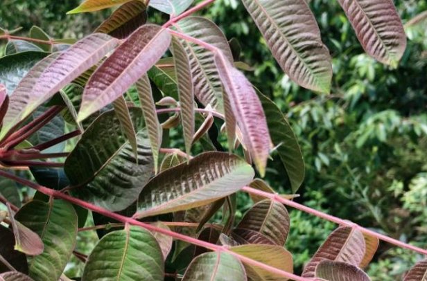 猜一猜,古代漆器上的漆是怎么来的