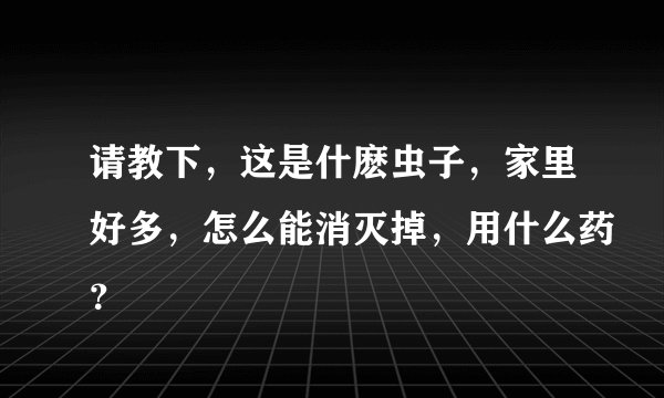 请教下，这是什麽虫子，家里好多，怎么能消灭掉，用什么药？