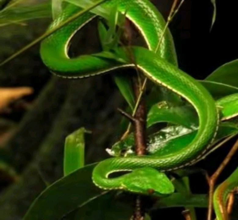 比如女人是竹叶上的青蛇是什么意思?