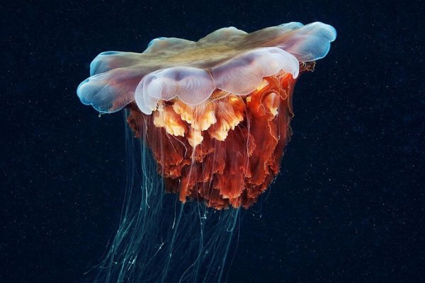 意大利海域遭水母入侵，水母喜爱生活在什么环境下？