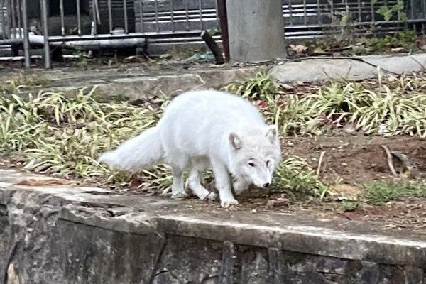 上海女子搬家后将宠物白狐遗弃，女子为何要这么做？