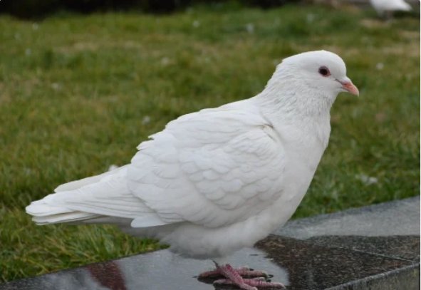 唐山春兴国际赛鸽公棚怎么样？