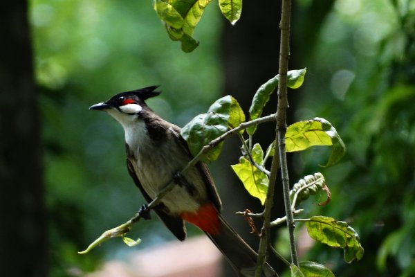 一脸懵逼是什么意思？