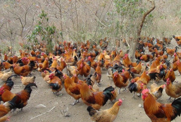 言之有剧打一生肖