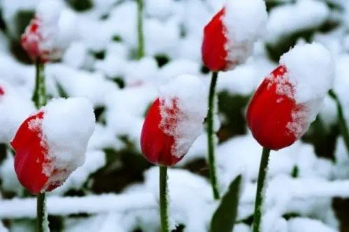 张傲雪是什么梗？